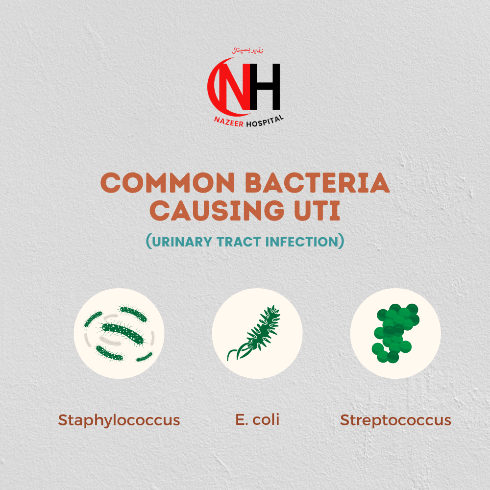 Common Bacteria Causing UTI